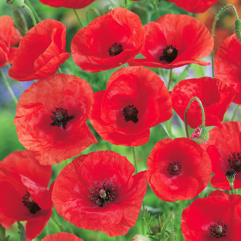 Kornvalmue i gruppen Frø / Nordiske vilde blomster hos Impecta Fröhandel (3066)