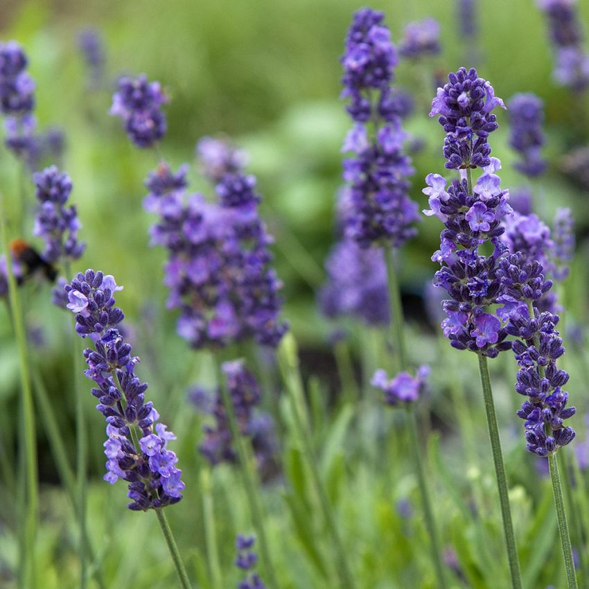 Lavendel 'Lovely Sky', lavendel med klassiske blåviolette, duftende blomsteraks og sølvgrønt løv.