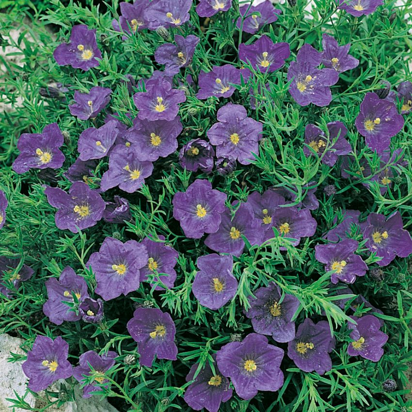 Nierembergia 'Purple Robe' i gruppen Frø / Flerårige potteplanter hos Impecta Fröhandel (315)