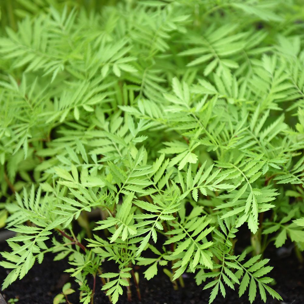Grøngødning Tagetes 'Evergreen' i gruppen Frø / Nytteplanter / Grøngødning hos Impecta Fröhandel (31521)