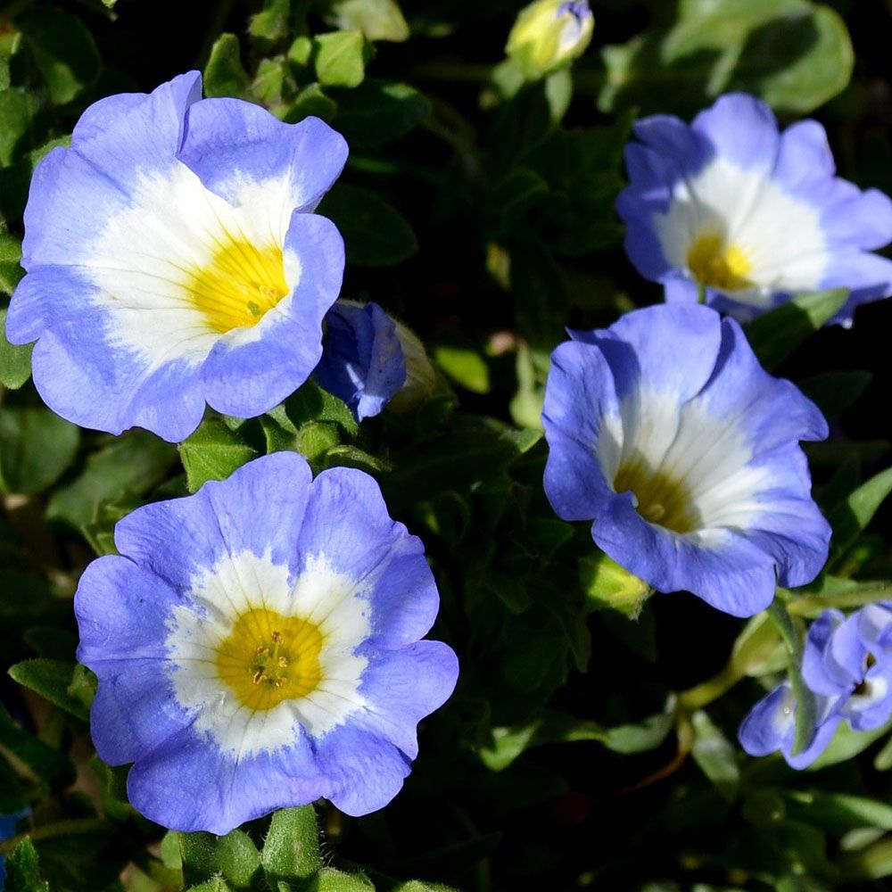 Pokalblomst 'Blue Bird' i gruppen Frø / Etårige blomster hos Impecta Fröhandel (316)