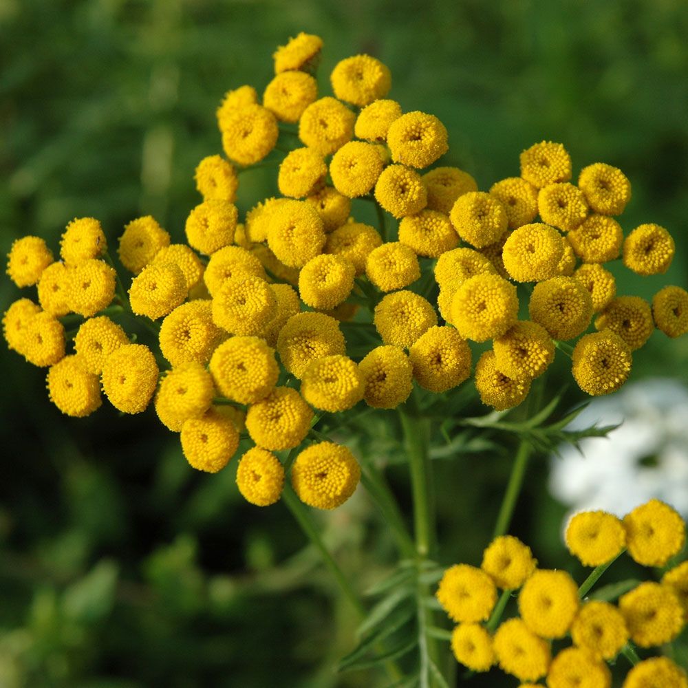 Rejnfan i gruppen Frø / Nordiske vilde blomster hos Impecta Fröhandel (3178)