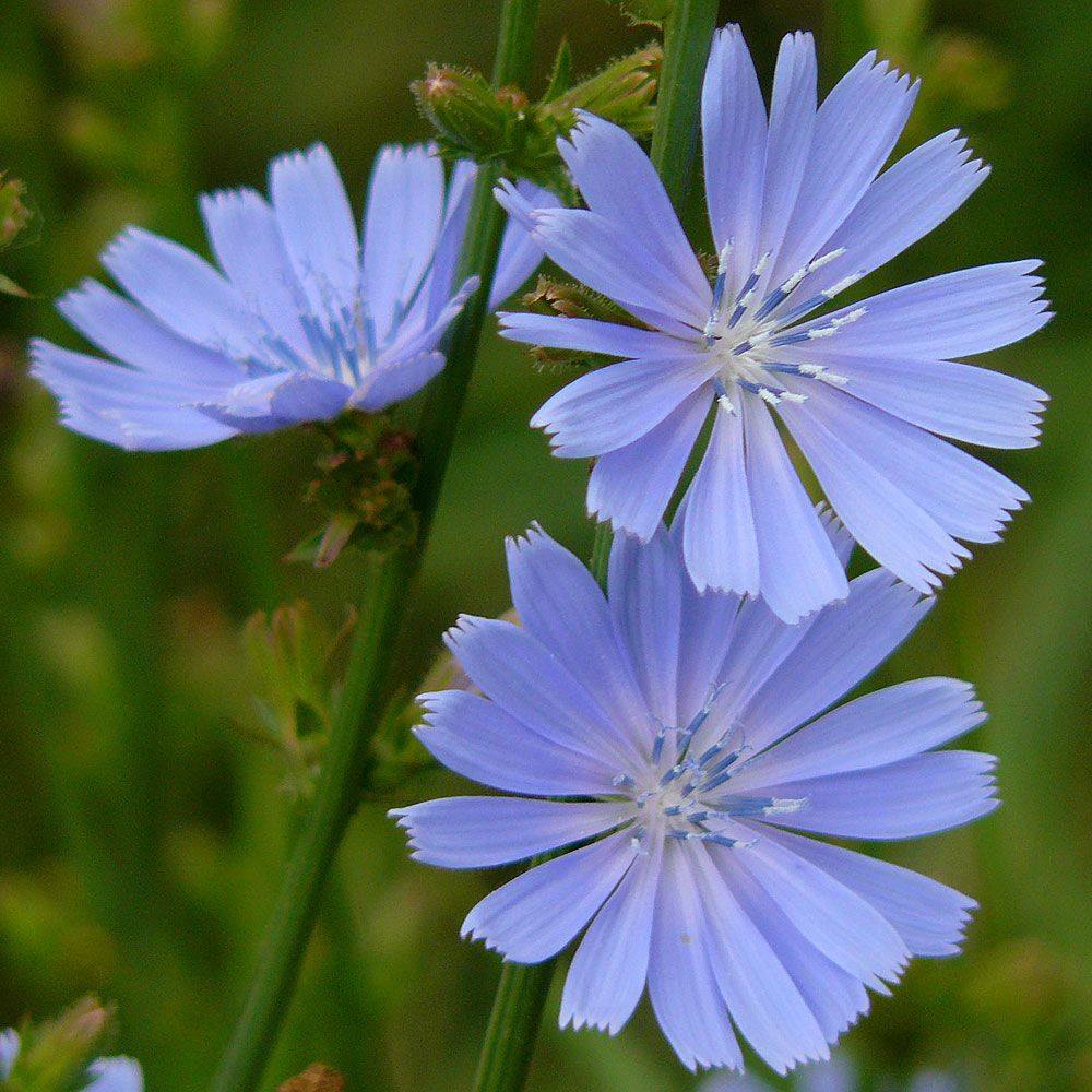 Cikorie i gruppen Frø / Nordiske vilde blomster hos Impecta Fröhandel (3182)