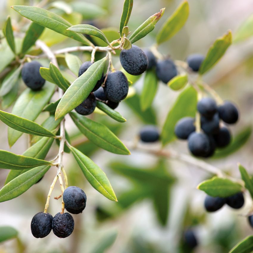 Oliventræ i gruppen Frø / Flerårige potteplanter hos Impecta Fröhandel (320)
