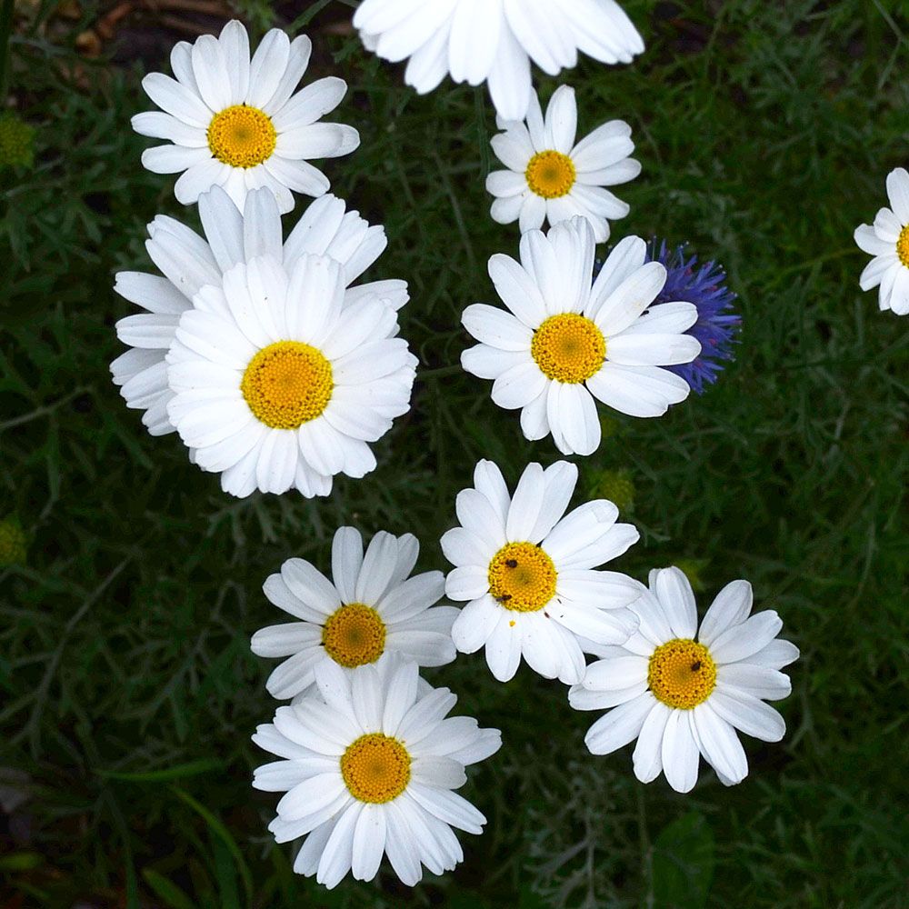 Hvid Pyrethrum i gruppen Frø / Nytteplanter / Lægeplanter hos Impecta Fröhandel (3338)