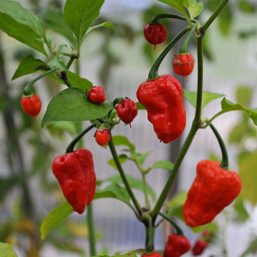 Habanero-chili 'Naga Jolokia' i gruppen Frø / Grøntsager hos Impecta Fröhandel (33961)