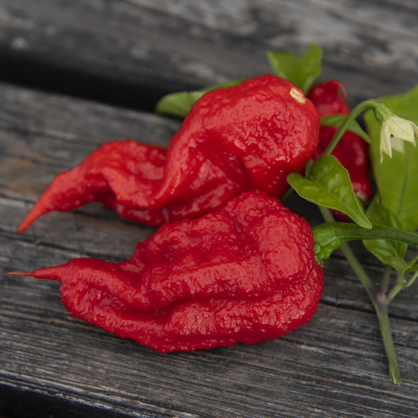Habaneropeber 'Carolina Reaper', verdens stærkeste chili. Knudrede, røde frugter med den karakteristiske brod.