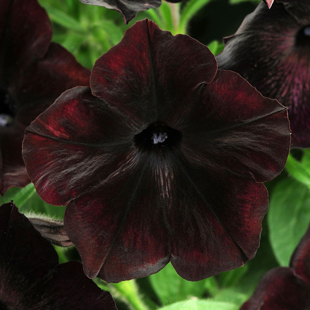 Petunia F1 'Debonair Black Cherry' i gruppen Frø / Etårige blomster hos Impecta Fröhandel (368)