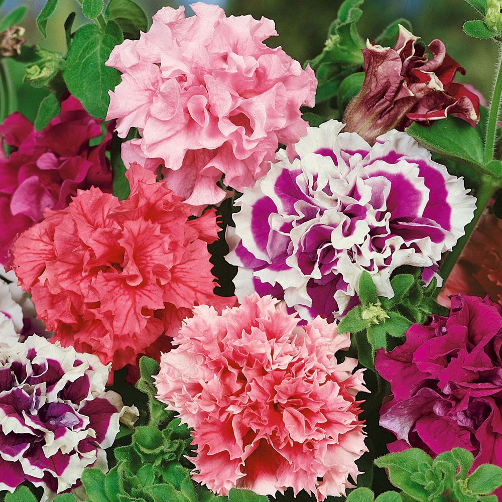 Petunia F1 'Fanfar' i gruppen Frø / Etårige blomster hos Impecta Fröhandel (380)