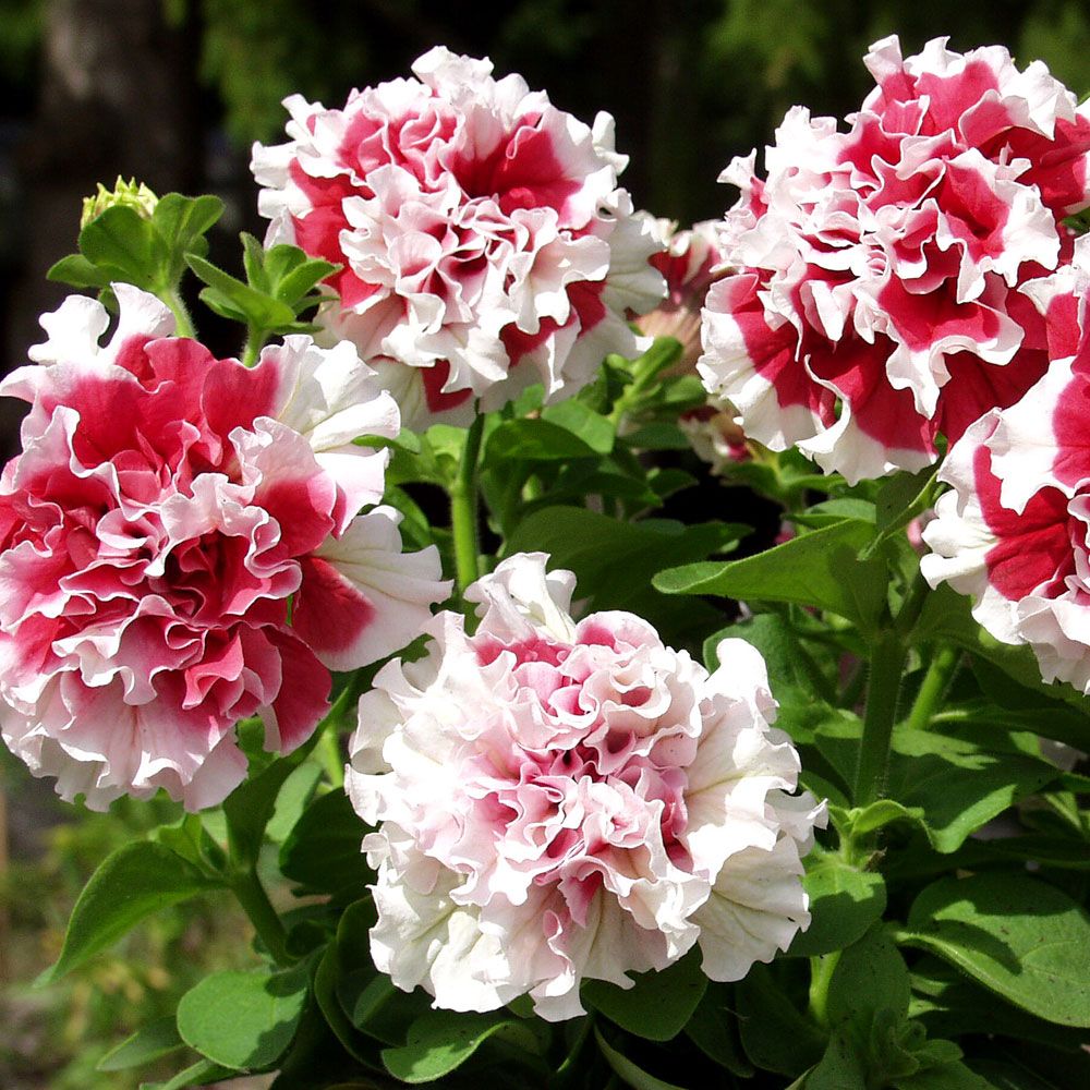 Petunia F1 'Pirouette Soft Red & White' i gruppen Frø / Etårige blomster hos Impecta Fröhandel (387)