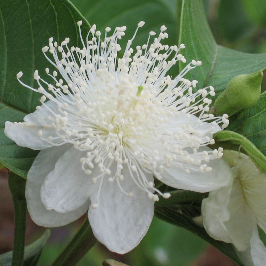 Guava i gruppen Frø / Flerårige potteplanter / Blomstrende potteplanter hos Impecta Fröhandel (413)