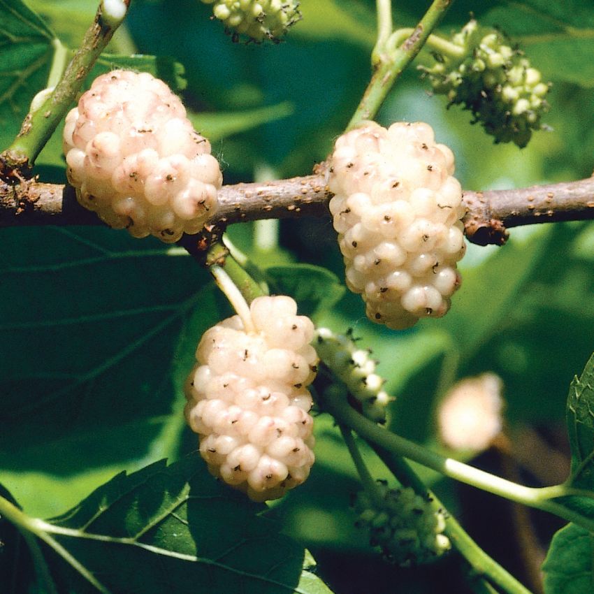 Hvid Morbær i gruppen Frø / Buske og træer hos Impecta Fröhandel (4165)