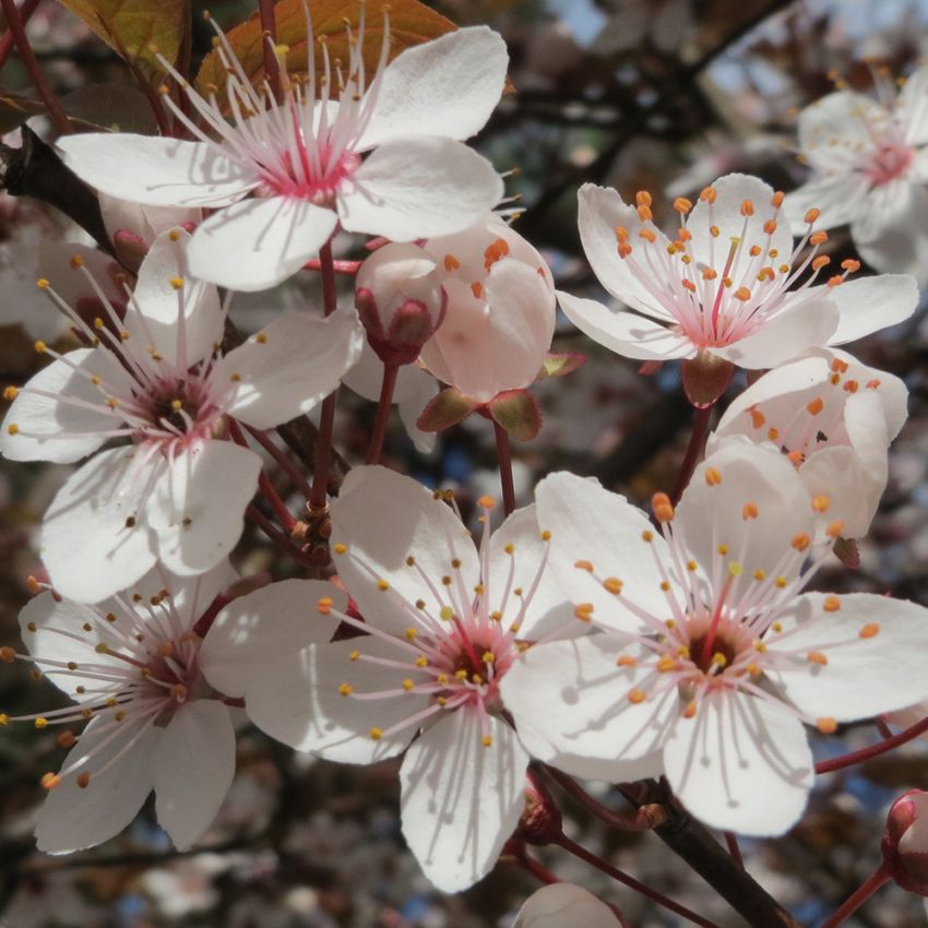 Kirsebærblomme i gruppen Frø / Buske og træer hos Impecta Fröhandel (4177)