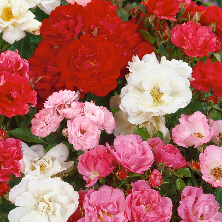 Miniaturerose 'Angel Rose' i gruppen Frø / Flerårige potteplanter hos Impecta Fröhandel (420)