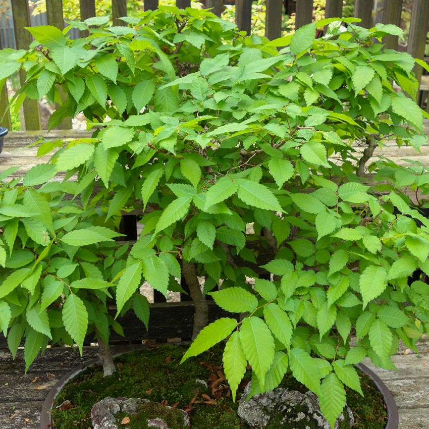 Japansk Zelkova i gruppen Frø / Buske og træer hos Impecta Fröhandel (4250)