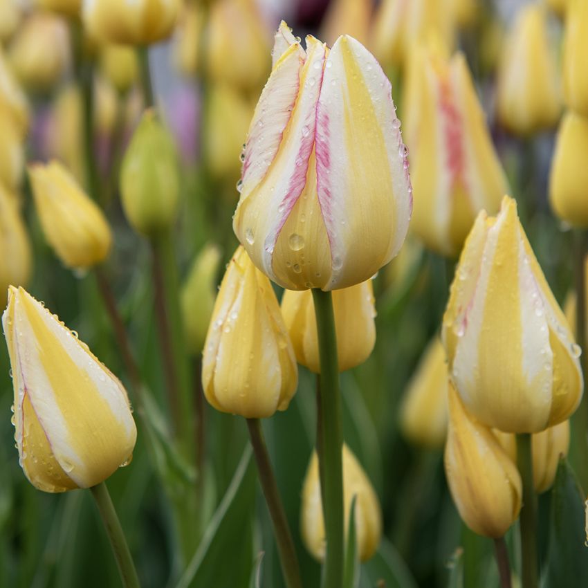 Tulipan 'Antoinette' 7 stk. i gruppen Løg og knolde hos Impecta Fröhandel (465150)
