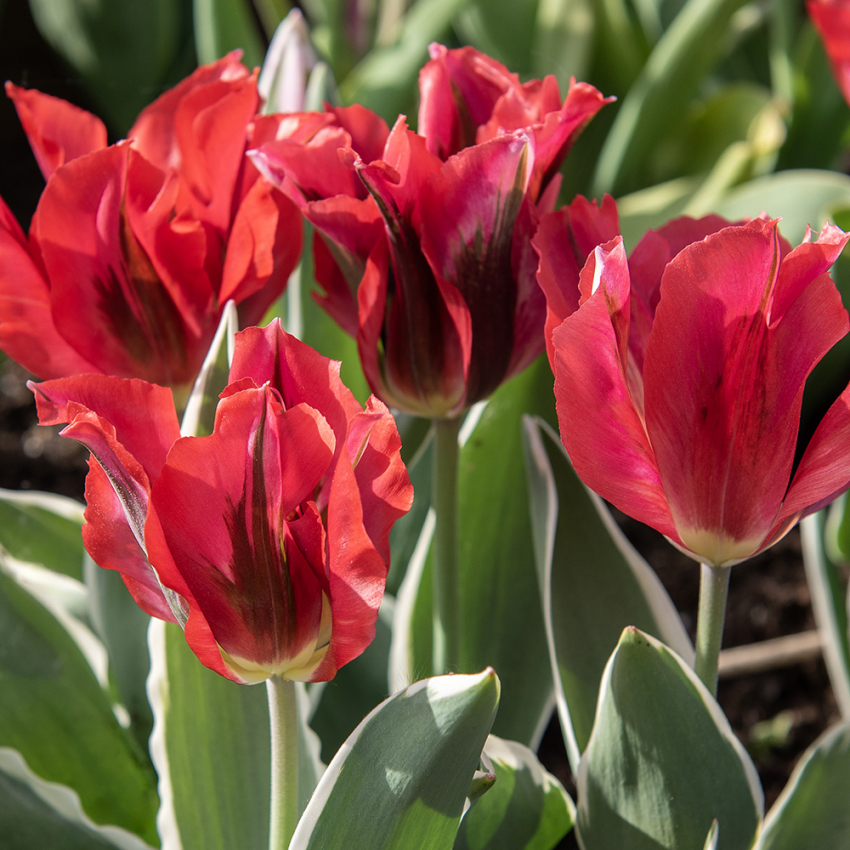 Grønbåndet tulipan 'Esperanto' 7 stk.  i gruppen Løg og knolde / Forårsblomstrende løg og knolde / Tulipaner hos Impecta Fröhandel (465245)