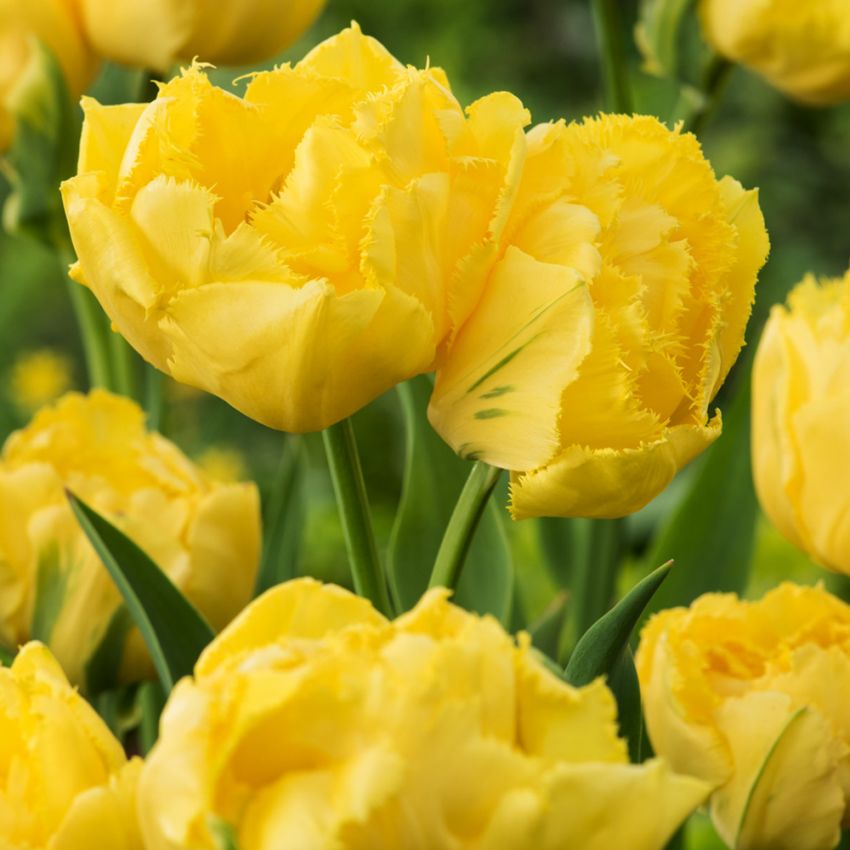 Frynset tulipan 'Exotic Sun' 5 stk.  i gruppen Løg og knolde hos Impecta Fröhandel (465247)