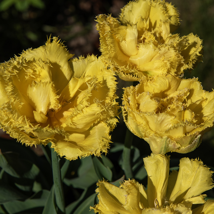 Frynset tulipan 'Exotic Sun' 5 stk.  i gruppen Løg og knolde / Forårsblomstrende løg og knolde / Tulipaner hos Impecta Fröhandel (465247)