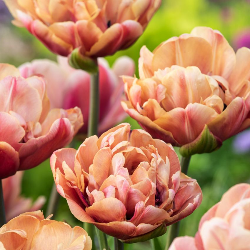 Tulipan 'La Belle Epoque' 5 stk. i gruppen Løg og knolde / Forårsblomstrende løg og knolde / Eksklusive tulipaner hos Impecta Fröhandel (465256)