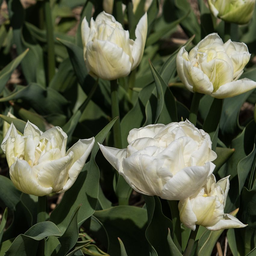Tulipan 'Mondial' 7 stk. i gruppen Løg og knolde hos Impecta Fröhandel (465257)