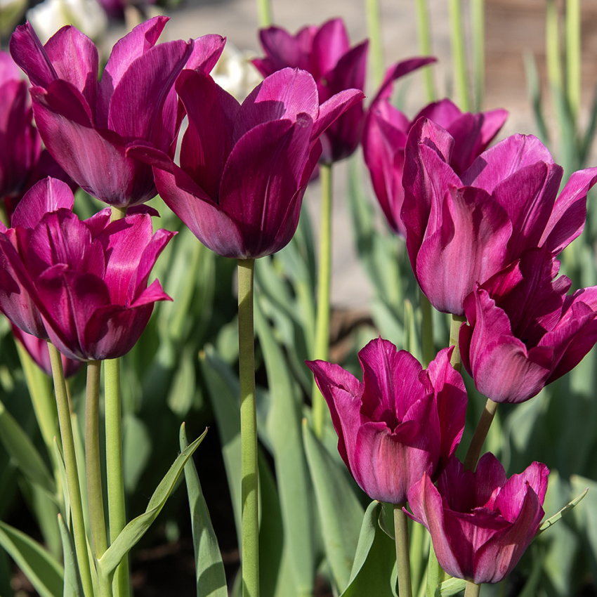 Tulipan 'Night Club' 7 stk. i gruppen Løg og knolde / Forårsblomstrende løg og knolde / Tulipaner hos Impecta Fröhandel (465259)