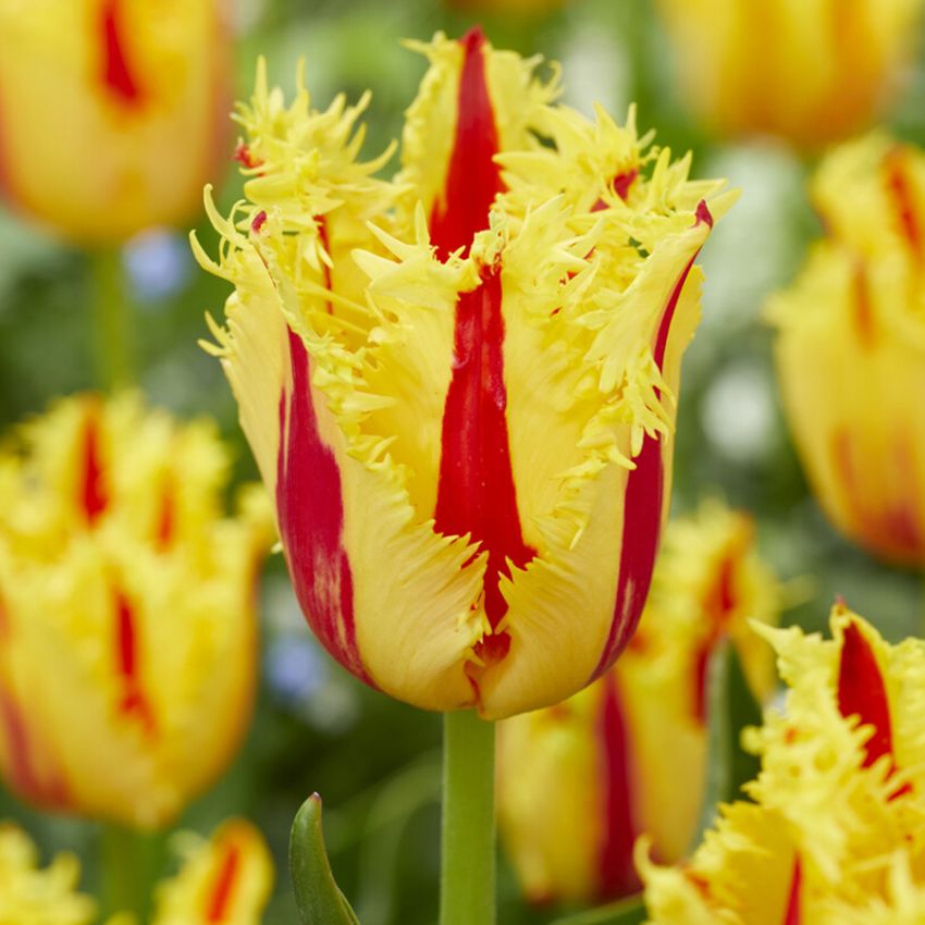 Frynset tulipan 'Phantom' 5 stk. i gruppen Løg og knolde / Forårsblomstrende løg og knolde / Eksklusive tulipaner hos Impecta Fröhandel (465270)