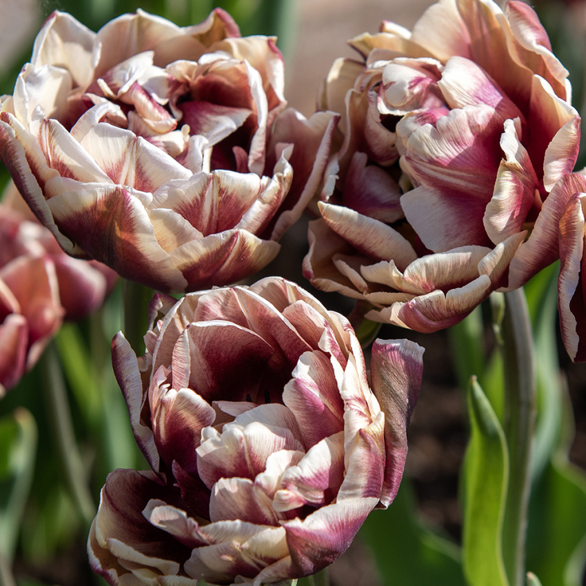 Tulipan 'Wyndham' 7 stk. i gruppen Løg og knolde / Forårsblomstrende løg og knolde / Tulipaner hos Impecta Fröhandel (465316)