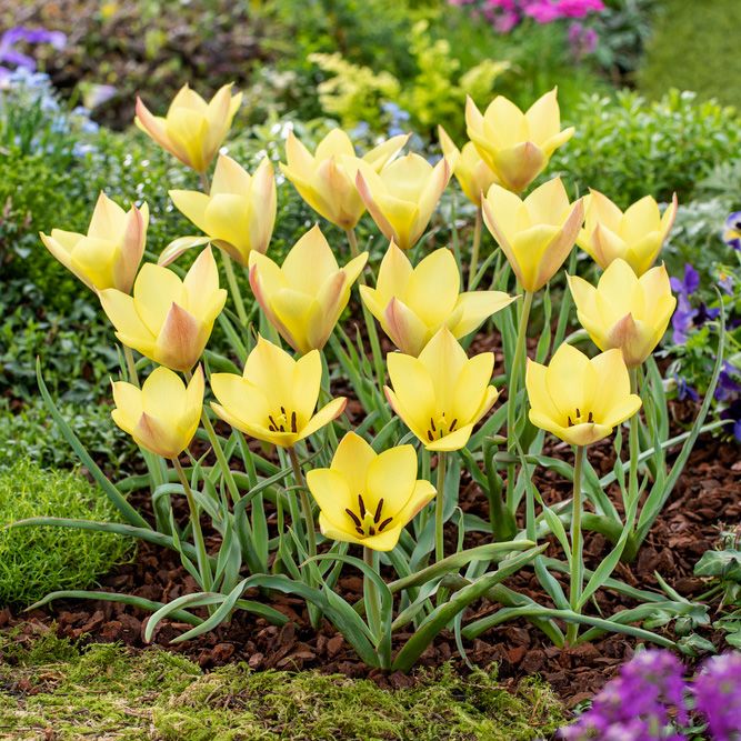 Bokhara-tulipan 'Honky Tonk' 10 stk. i gruppen Dyrkningsstips / Farbror gröns bedste /  hos Impecta Fröhandel (465360)
