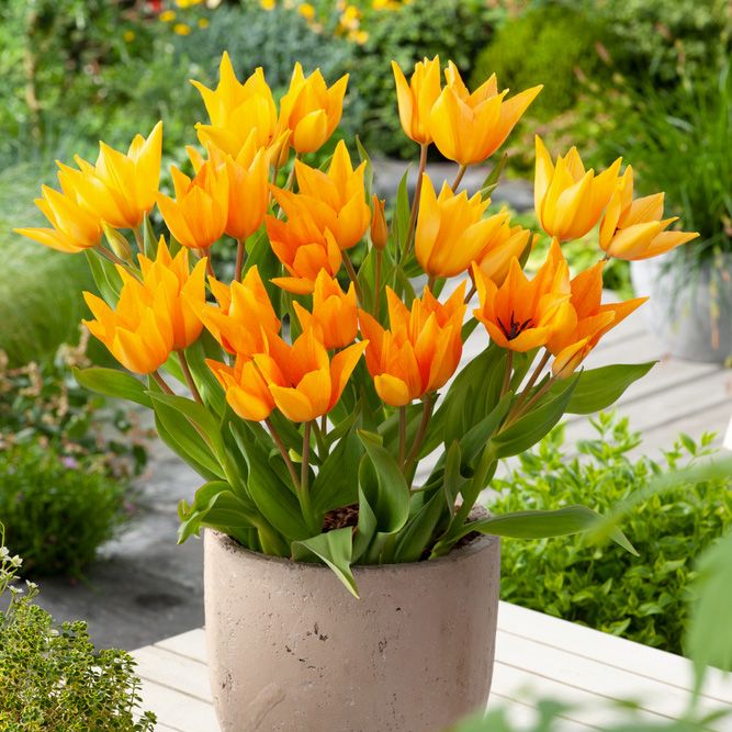 Anemone-tulipan 'Shogun' 10 stk. i gruppen Løg og knolde / Forårsblomstrende løg og knolde / Naturaliserende blomsterløg hos Impecta Fröhandel (465420)