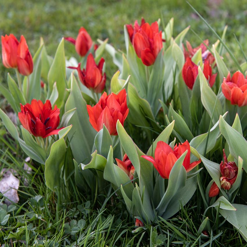 Anemone-tulipan 'van Tubergens varianten' 10 stk. i gruppen Dyrkningsstips / Farbror gröns bedste /  hos Impecta Fröhandel (465440)