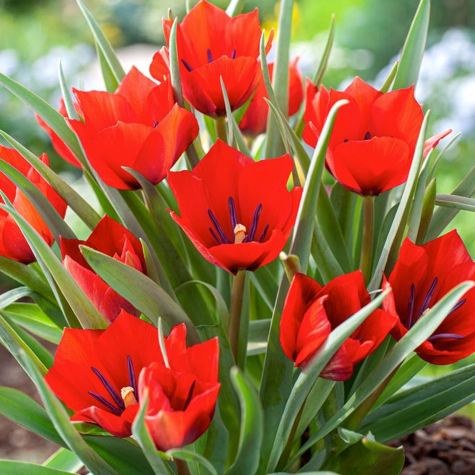 Bokhara-tulipan 'Red Hunter' 7 stk. i gruppen Dyrkningsstips / Farbror gröns bedste /  hos Impecta Fröhandel (465480)