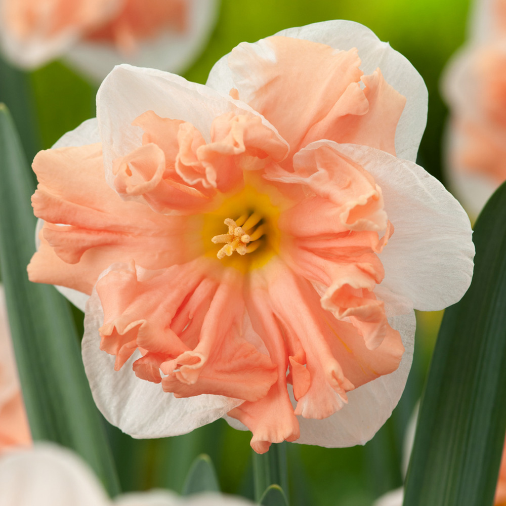 Stjernenarcis  'Apricot Whirl'  5 stk