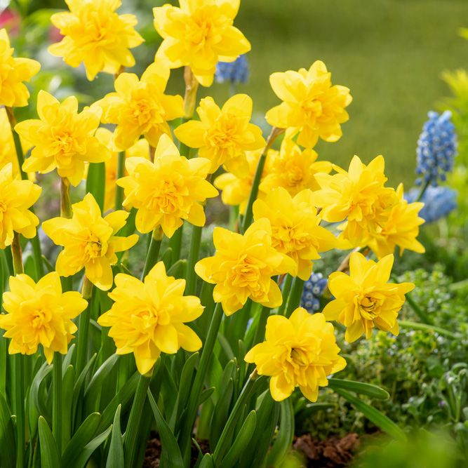 Tête á tête Påskelilje 'Tête Bouclé' 5 stk. i gruppen Løg og knolde / Forårsblomstrende løg og knolde / Naturaliserende blomsterløg hos Impecta Fröhandel (465560)