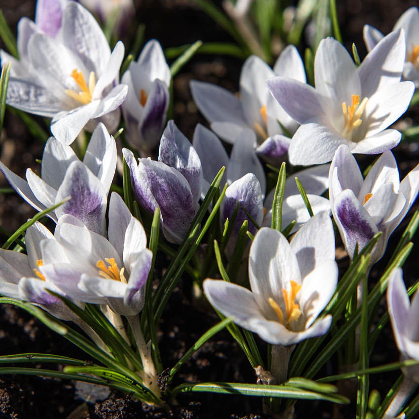 Blå Krokus 'Prins Claus' 15 stk. i gruppen Løg og knolde / Forårsblomstrende løg og knolde / Krokus hos Impecta Fröhandel (465620)