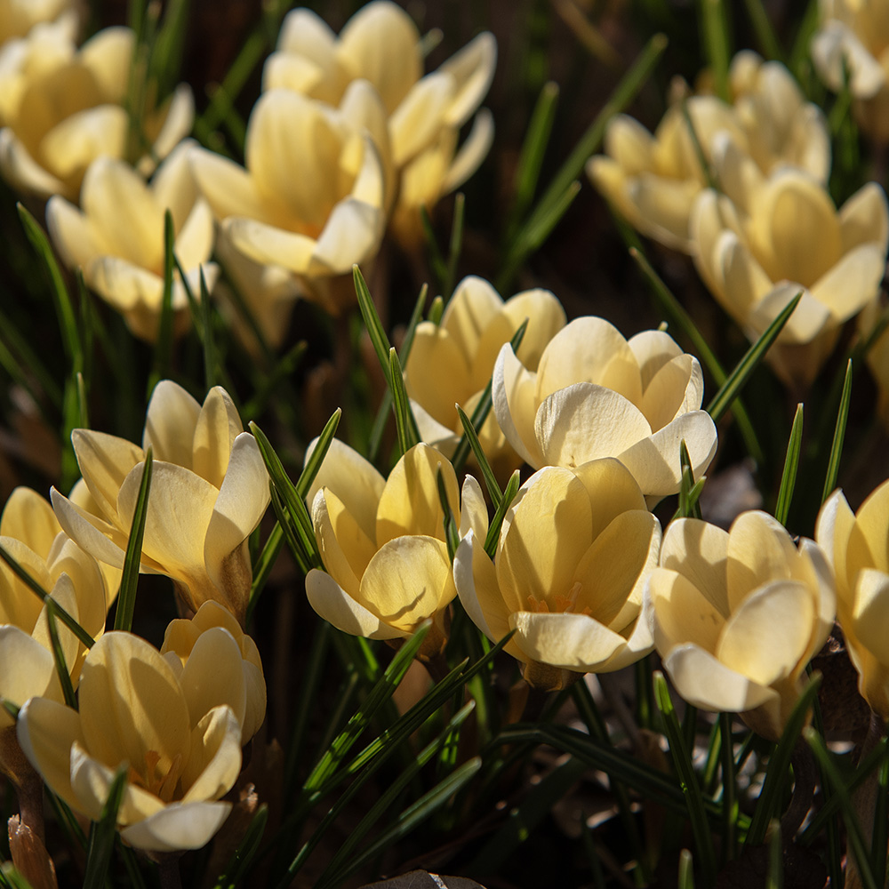 Krokus 'Romance' 20 stk. i gruppen Løg og knolde hos Impecta Fröhandel (465640)