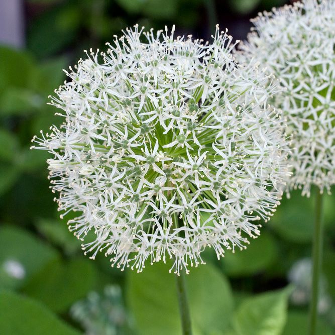 Persisk Kæmpeløg 'Mount Everest' 1 stk i gruppen Løg og knolde / Forårsblomstrende løg og knolde / Allium / Prydløg hos Impecta Fröhandel (465760)