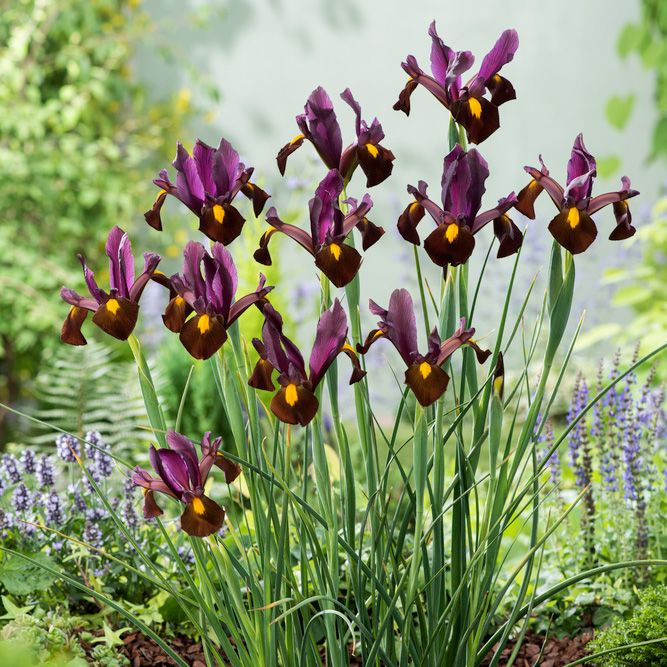Hollandsk Iris 'Red Ember' 10 stk i gruppen Løg og knolde hos Impecta Fröhandel (465920)