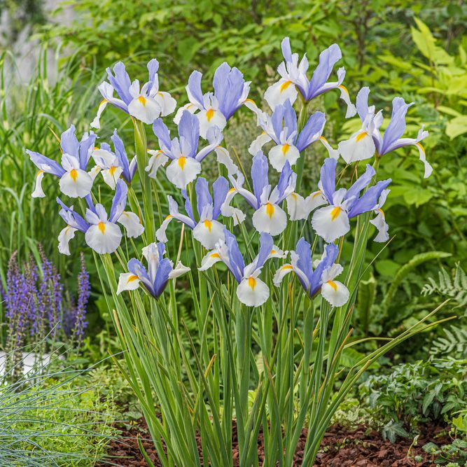 Hollandsk Iris 'Silvery Beauty' 10 stk. i gruppen Løg og knolde / Forårsblomstrende løg og knolde / Andre løg hos Impecta Fröhandel (465940)