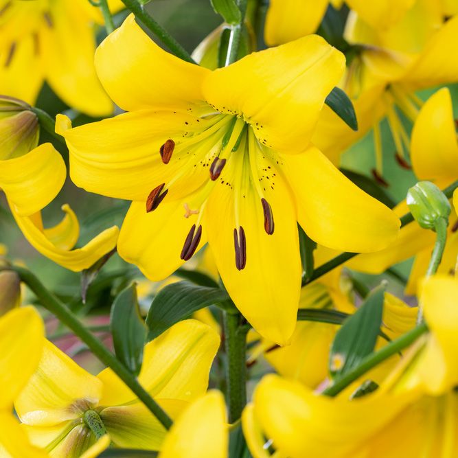 Asiatisk Lilje 'Pearl Melanie' 2 stk. i gruppen Løg og knolde / Forårsblomstrende løg og knolde / Liljer hos Impecta Fröhandel (465980)