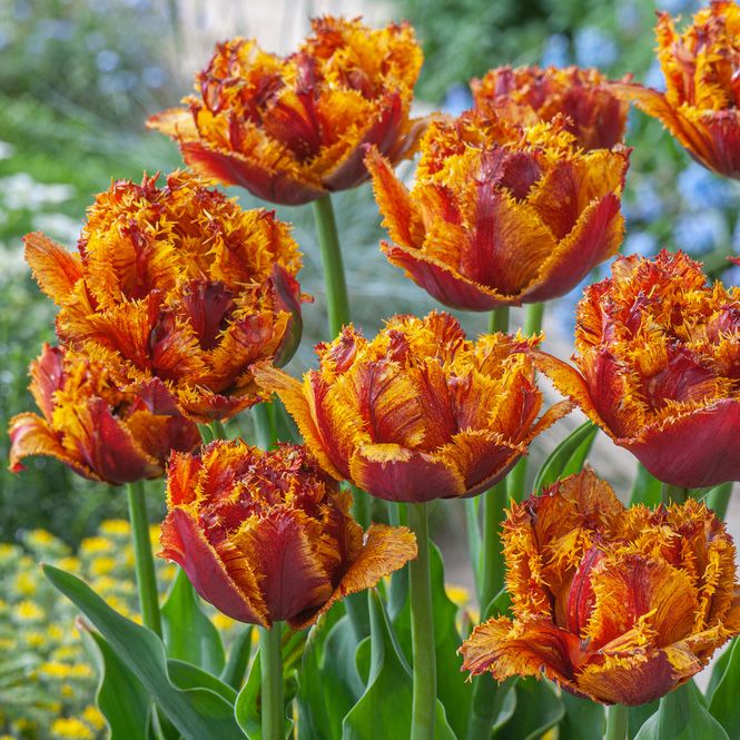 Frynset Tulipan 'Bastia' 5 stk. i gruppen Løg og knolde / Forårsblomstrende løg og knolde / Eksklusive tulipaner hos Impecta Fröhandel (466160)