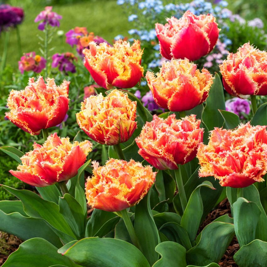 Frynset tulipan 'Brisbane' 5 stk. i gruppen Løg og knolde / Forårsblomstrende løg og knolde / Eksklusive tulipaner hos Impecta Fröhandel (466165)