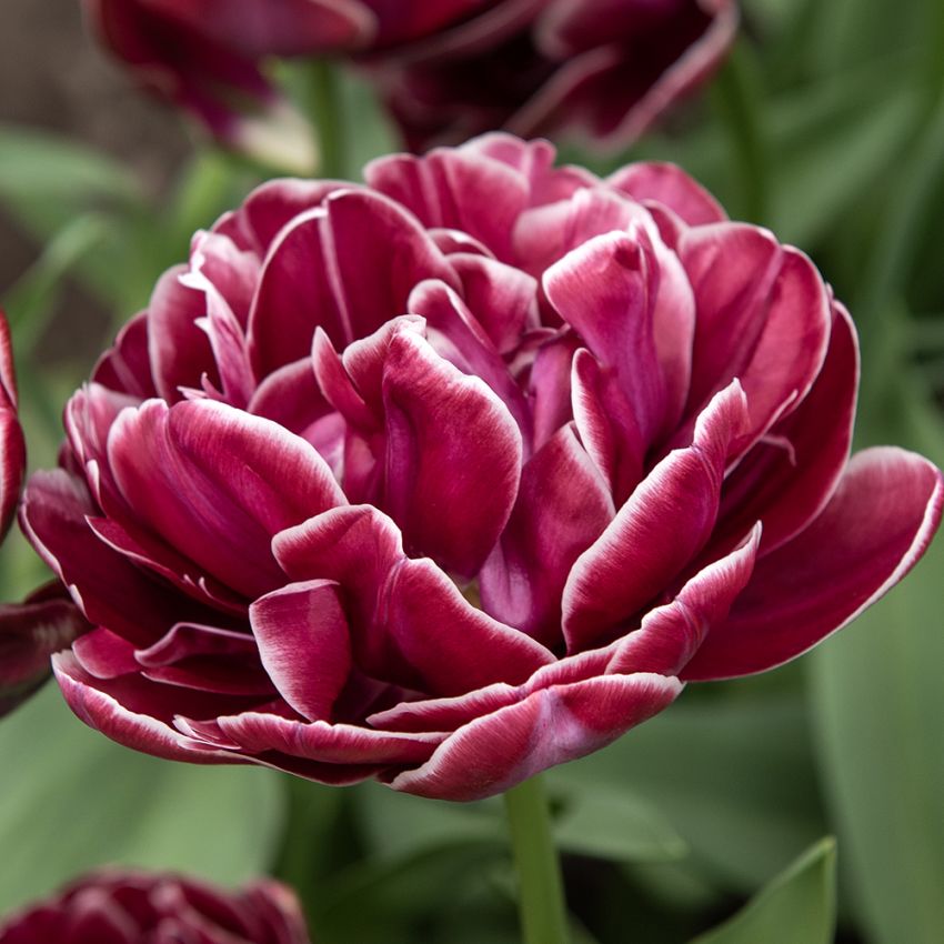 Tulipan 'Dream Touch' 5 stk i gruppen Løg og knolde / Forårsblomstrende løg og knolde / Eksklusive tulipaner hos Impecta Fröhandel (466220)