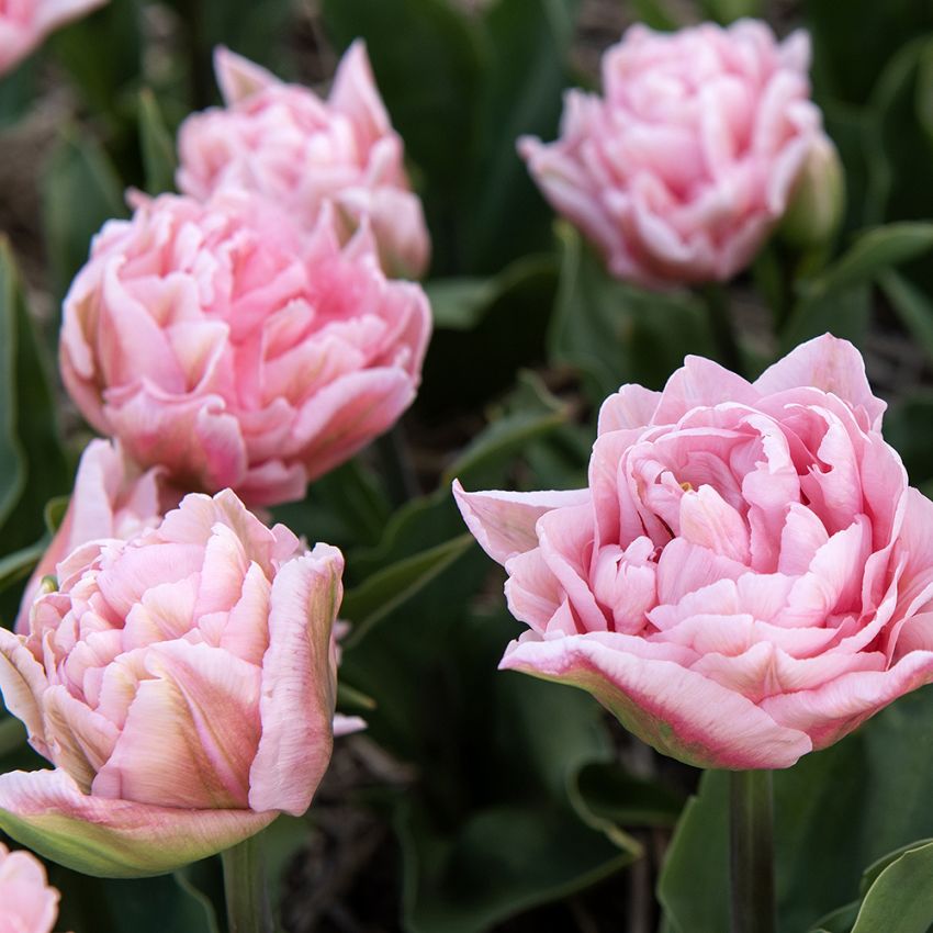 Tulipan 'Dreamer' 5 stk. i gruppen Løg og knolde / Forårsblomstrende løg og knolde / Eksklusive tulipaner hos Impecta Fröhandel (466225)