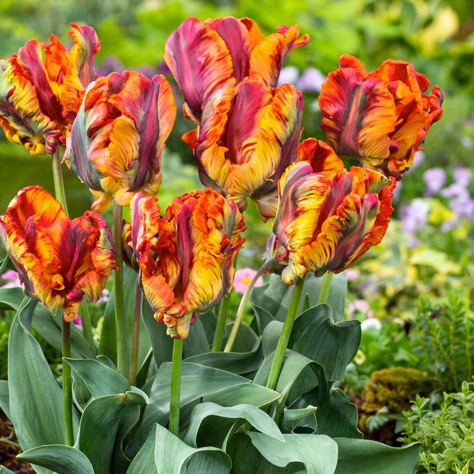 Papegøjetulipan 'Rasta Parrot' 5 stk. i gruppen Løg og knolde / Forårsblomstrende løg og knolde / Eksklusive tulipaner hos Impecta Fröhandel (466300)