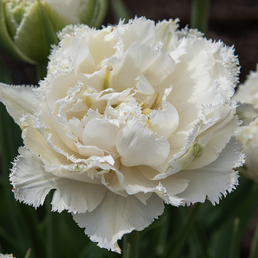 Tulipan 'Snow Crystal' 5 stk. i gruppen Løg og knolde / Forårsblomstrende løg og knolde / Eksklusive tulipaner hos Impecta Fröhandel (466320)
