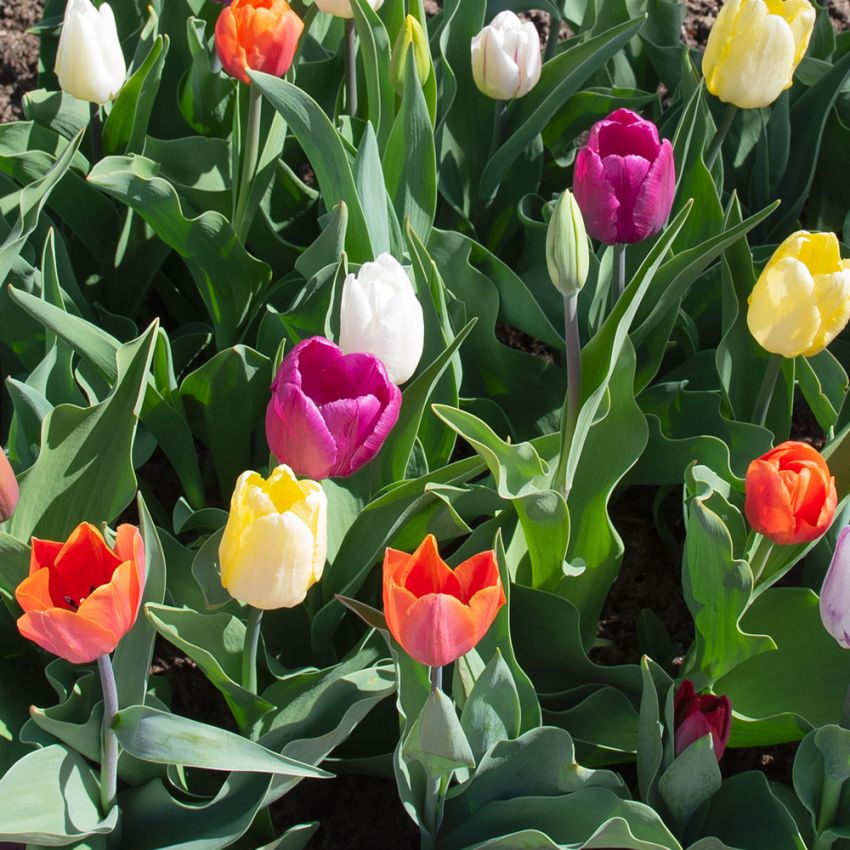 Triumphtulipan Blanding 80 stk. i gruppen Løg og knolde / Forårsblomstrende løg og knolde / Tulipaner hos Impecta Fröhandel (466360)