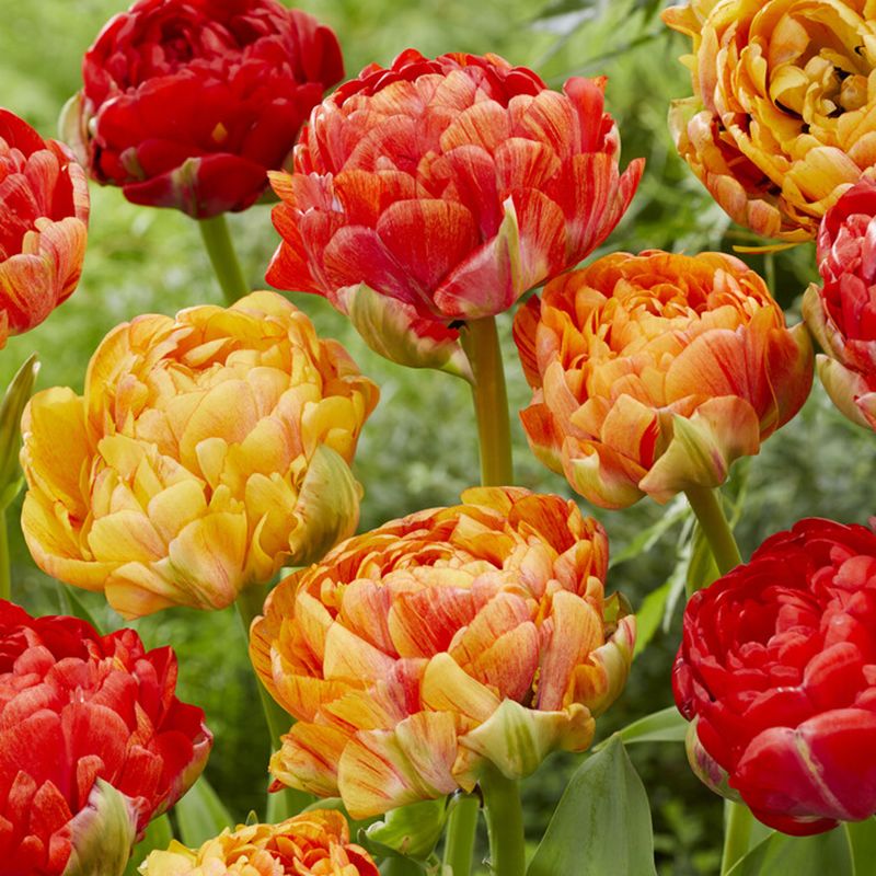 Tulipan 'Gudoshnik Double' 15 stk. i gruppen Løg og knolde / Forårsblomstrende løg og knolde / Eksklusive tulipaner hos Impecta Fröhandel (466555)