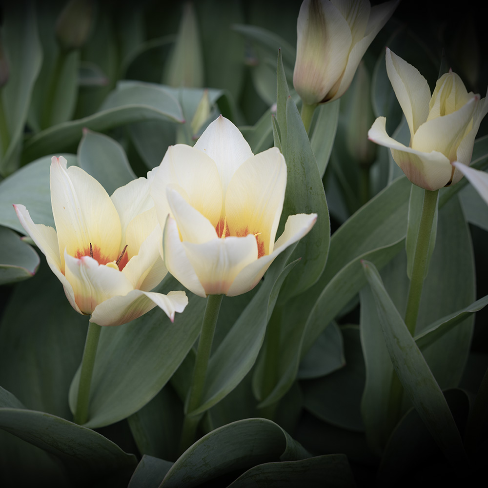 Tulipan  'Mieke Telkamp' 7 stk
