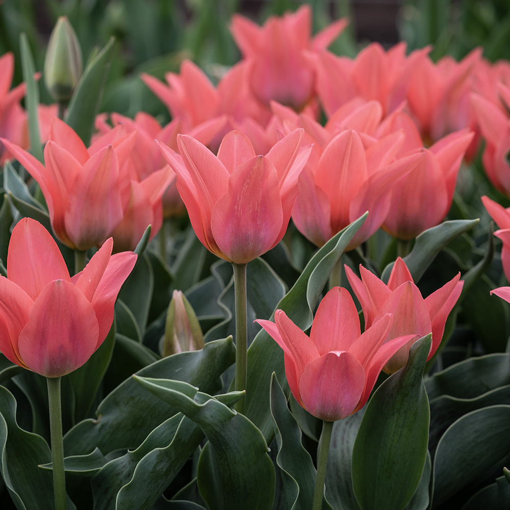 Tulipan  'Toronto' 7 stk